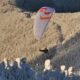 Sky Paragliders Kea 2